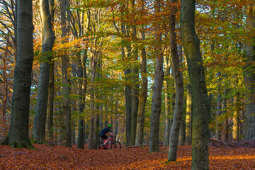 Mountain biker cycling on a path in a forest with trees in autumn colors in bright sunlight at fall, Baarn, Lage Vuursche, Utrecht, The Netherlands, November 9, 2020
