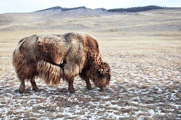 Wild Yak grazes in the snow-covered steppe of Olkhon island, Baikal