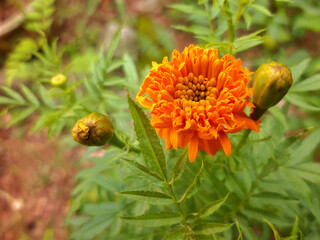 Orange color Marigold flower (Tagetes)