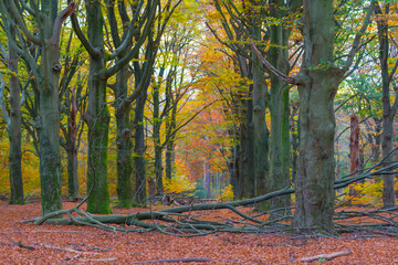 Fototapeta na wymiar Trees in autumn colors in a forest in bright sunlight at fall, Baarn, Lage Vuursche, Utrecht, The Netherlands, November 9, 2020