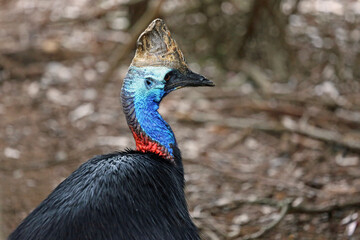 Two-wattled cassowary, Australia
