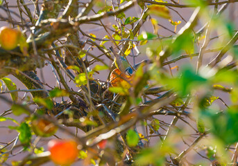 Great tit eating from a ripe apple in an apple tree in a garden in sunlight in autumn, Almere, Flevoland, The Netherlands, November 9, 2020