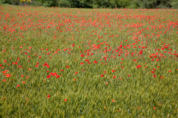 Fototapeta na wymiar poppy fields in Provence France