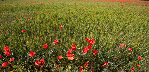 Obraz premium poppy fields in Provence France