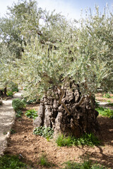 Fototapeta premium Jerusalem Market Place