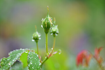 薔薇の蕾と雨粒