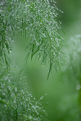 ハーブに降った雨