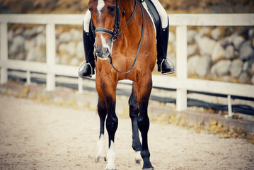 Equestrian sport. Portrait sports stallion in the double bridle. Horseback riding.