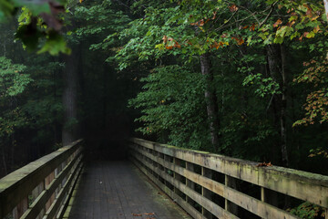 Obraz premium wooden bridge in the forest