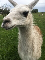 llama in the zoo