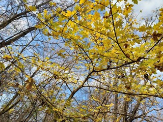 yellow leaves