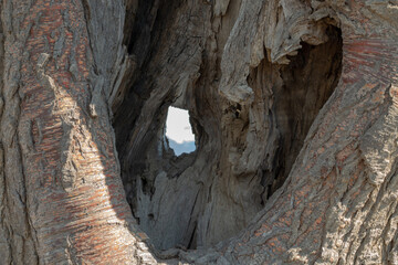 Tree, Nature, Landscapes, Wood, Wind, Crooked, Creation, Waters, Sea, Sky, Sun, Sunset, Hole, Shadow, Special trees, Solitude, Dry trees