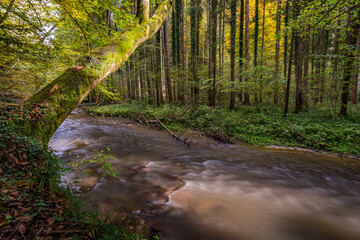 Fantastic autumn hike along the Aachtobel to the Hohenbodman observation tower