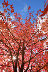 モミジバフウと青空