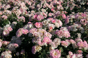 Floral natural texture and pattern. Roses flower bed blossoming in the garden. View of the rosa Charles Aznavour flower clusters of white and light pink petals spring blooming in the park.
