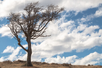 Un árbol  solitario y cielo nublado .