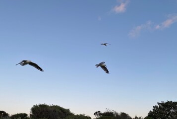 Seagulls in flight in Melbourne, Australia