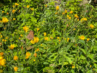 butterfly on yellow flowers in a garden, field