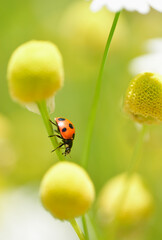 ナナホシテントウムシ © Paylessimages