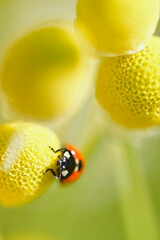 ナナホシテントウムシ