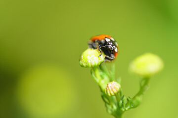 ナナホシテントウムシ