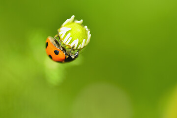 ナナホシテントウムシ