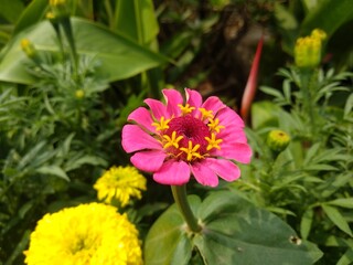 pink and yellow flower