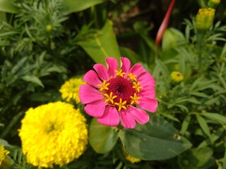 Beautiful pink and yellow flower