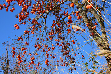 柿の木と青空