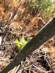 Ladybugs enjoying life