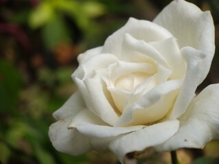 beautiful white rose flower