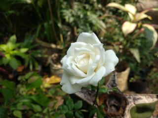 Beautiful White rose in the garden