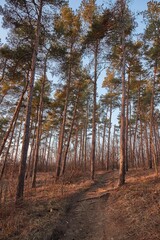 Forest trail with pine trees