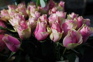 Moody tone, Selective focus view of various colourful pink with partly yellow blooming roses backdrop at florist. Vivid pastel flower in bloom. Blossom roses for Valentine day.