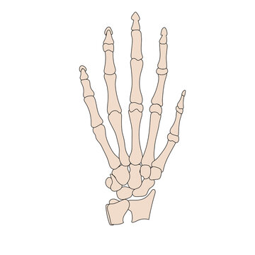 Human anatomy-Bones in human hand with detail joints and parts.  