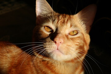 orange cat