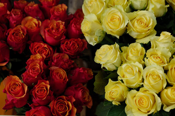 Moody tone, close-up view of various colourful red and yellow blooming roses backdrop at florist. Vivid pastel flower in bloom. Blossom roses for Valentine day.