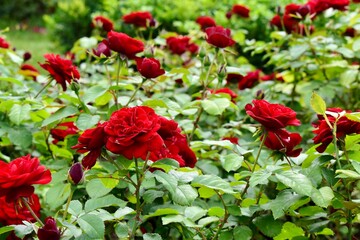 Closeup of red roses on a bush