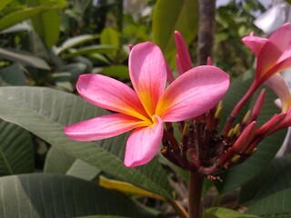 Fototapeta premium beautiful pink frangipani flower
