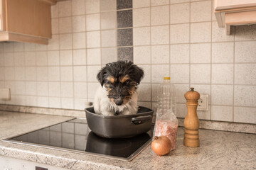 Small Cheeky cute Jack Russell terrier dog sits in a frying pan. A hot dog so to speak.