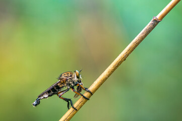 Close up of a robberflu