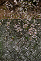 散り桜と石垣