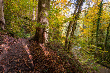 Fantastic autumn hike along the Aachtobel to the Hohenbodman observation tower