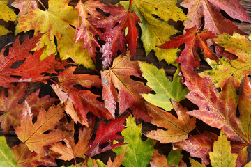 autumn background with colorful maple leaves with rain drops