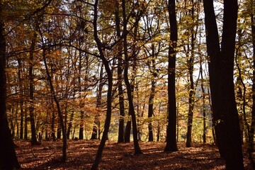 Obraz premium lost in the woods