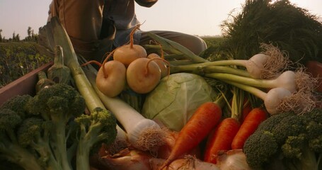 Hands of farmer putting colorful vegetables in a box. Agriculture worker examining organic local crops from farm - agriculture concept close up 4k footage - Powered by Adobe