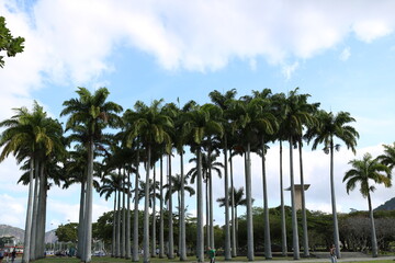 Fototapeta premium palm trees on the beach