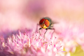 Fly, Calliphora vicina, Calliphora erythrocephala