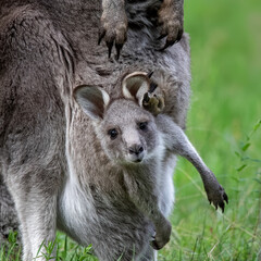 Naklejka na ściany i meble Eastern Grey Kangaroo Joey in pouch
