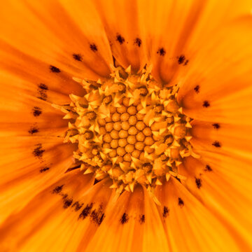 Yellow Gazania close-up of centre of flower
